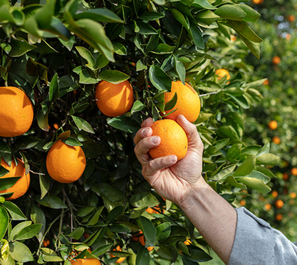 Acuerdo Agroalimentario InfoJobs
